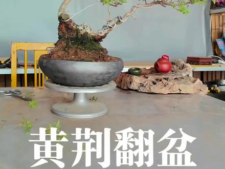 盆景每个阶段用盆也不同。#盆景制作 #盆景 #园艺生活 #黄荆盆景 #盆景艺术