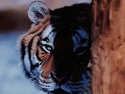 大年初五,爱画苑教你画只凶萌的大老虎!快拿起画笔呦!#少儿美术 #丙烯画 #虎年大吉