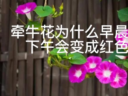 牵牛花为什么早晨蓝色,下午会变成红色? #牵牛花 #知识分享