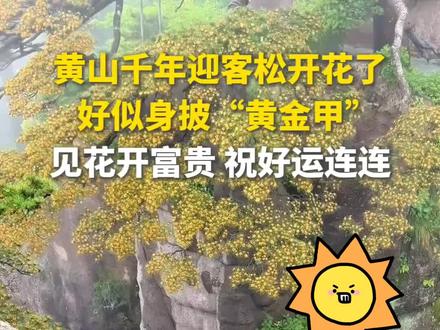 黄山千年迎客松开花了,连绵成片,好似身披“黄金甲”,见花开富贵,祝好运连连!