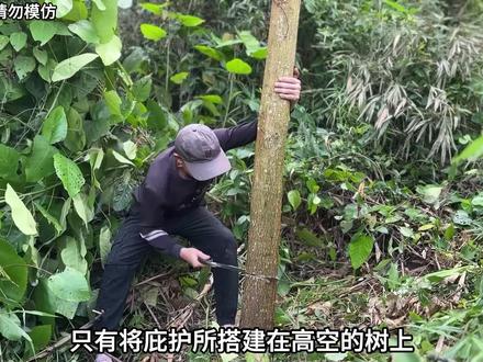 搭建树屋 这绝对是我见过最牛逼的男人了,他被困在了一片迷雾森林之中,而眼前赫然出现的一颗千年古树成为他活下去的希望,#树屋 #荒野求生 #野外生存 #解压助眠 #户外