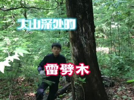 大山深处的雷劈木#我的乡村生活 #雷击木 #大山里的原生态