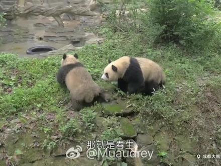 再回顾一下香果小时候吧,虽然很痛心但是不得不接受现实,坚决再往杭州各个动物园送大熊猫过去,杭州已经养死七只大熊猫了,加上香果半半一共七只,而且年龄都很小,有的死因成谜,一定要彻查#大熊猫香果 #大熊猫半半 #大熊猫春生 #大熊猫壹壹 #大熊猫春生香果