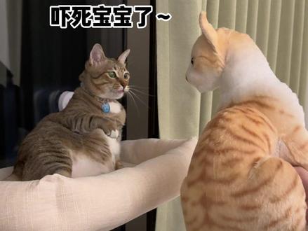 当我买了一只假猫…… #大咪和小咪的日常