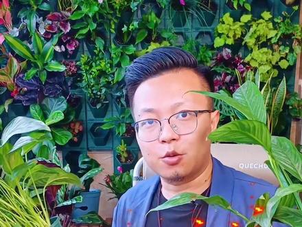 十大阳台常见的有毒植物【上】 阳台种花容易忽视的问题,家里有小孩的千万不要养。#新年 #花卉绿植 #一帆风顺 #绣球花 #虎刺梅 #养花小知识