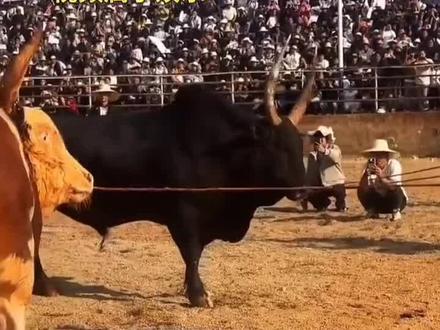 #短视频变现 小曼巴拿下黑武器。#斗牛爱好者 #斗鸡文化 #场面壮观 #黄牛 @DOU+小助手