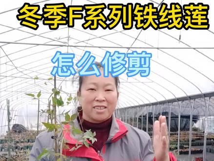 #冬季F系列铁线莲怎么修剪#分享养花经验