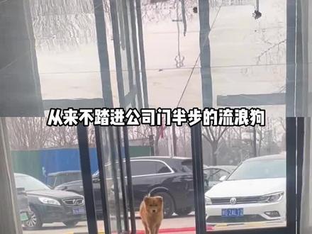 你的较真换来的是小狗生的希望 #娱你跨年 #老铁娱乐观察站 #流浪狗