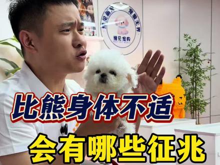 比熊身体不适,会有哪些症状呢? #比熊 #养狗知识 #新手买狗 #萌宠