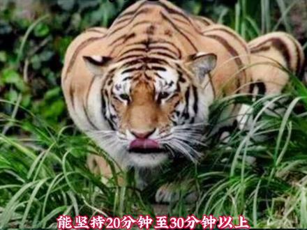 真正能长功力的功法,故虽然简单,但是只要每天坚持十分钟左右,效果显著。#传统国术形意拳 #抖音小助手