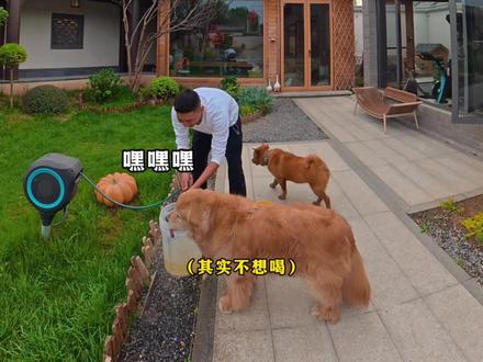 今天猫猫们没到院子里玩,猪蹄儿陪在我旁边干活~ #猫咪小院 #小锋小志