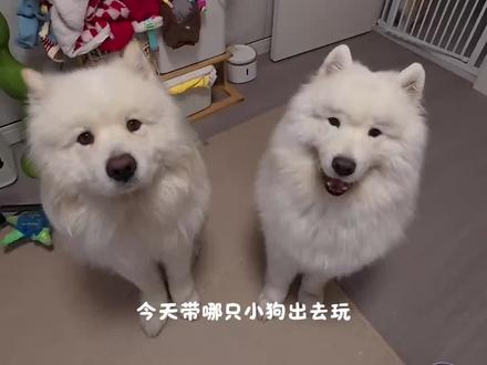 今天吃小狗麻辣烫#萨摩耶 #vlog #狗狗日常