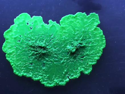 染绿后的黏菌还有繁殖功能吗?还能结出一颗颗的子实体吗