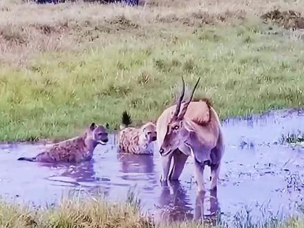 会无影腿的羚羊反杀鬣狗。