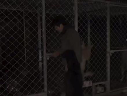 天狼沉浸式牧羊时候#天狼 #德牧 #骏良