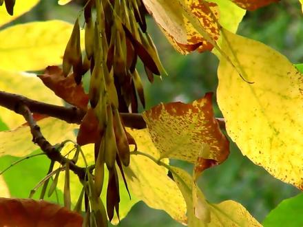 纯音乐Falling Leaves(落叶)Mehdi