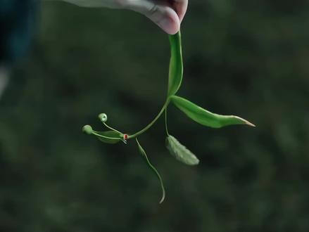 “还好还有小叶子陪着肖瑶”#谭松韵