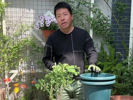 可以食用的玫瑰,大马士革玫瑰,花可以吃,可以做鲜花饼可以做玫瑰花茶,可以炼精油!有庭院的可以种几棵!#玫瑰花 #食用玫瑰