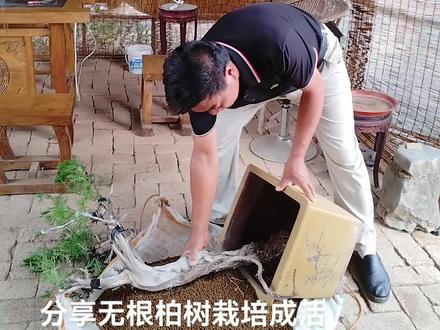 大家晚上好,分享无根柏树栽培成活