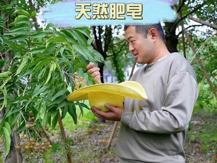 古人用什么洗澡?真没想到,满大街的绿化树竟然是它,无患子#天才农技师 #野外植物百科 #种植小技巧