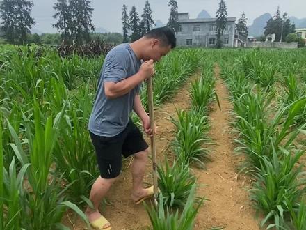 牧草种植管理
甜象草3号
#猪马牛羊鸡鸭鹅兔鱼虾蟹都适用 #高产牧草 #牛羊养殖