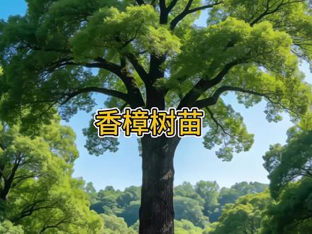 香樟树苗香樟苗园林绿化苗木香樟树苗庭院大小叶香樟树樟庭院种植#香樟树苗 #香樟 #优质种苗#香樟树苗 #苗木供应一树青樟,四季常青
淡淡清香,驱蚊净气
根系壮,易成活,好打理
庭院种香樟,家宅安宁,岁月悠长