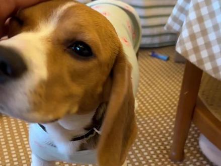 这是定位器!! #比格 #比格犬