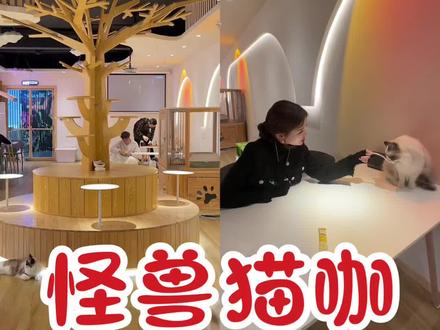 齐大东区新开了一家日咖夜酒,白天是猫咖,夜晚就变身为酒吧了#猫咖 #酒吧