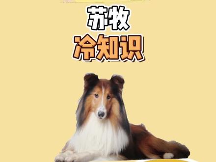 柯利犬家族的另一位大哥【苏格兰牧羊犬】#狗狗 #苏牧