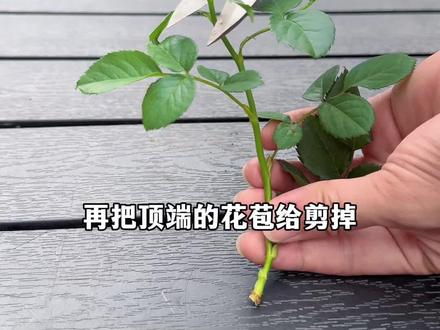 月季扦插新方法#月季 #花卉绿植 #养花小知识