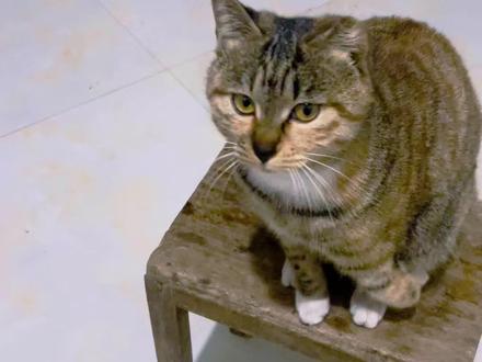 猫咪为啥总爱围着你转#猫咪的日常 #猫咪知识科普 #猫咪的陪伴