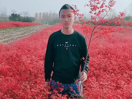 红舞姬红枫,红枫中最红的一个品种,适合庭院别墅种植,很美观的!