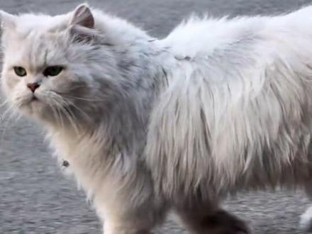 为什么马路上全是猫饼? #流浪猫 #萌宠出道计划