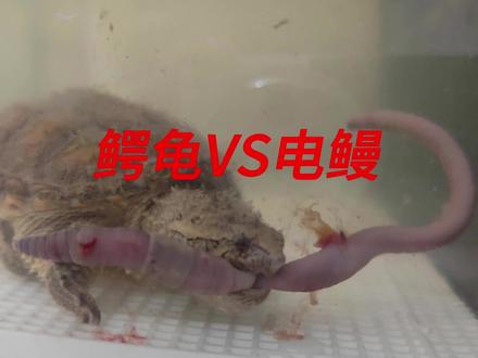 6月27日 真鳄龟大战电鳗#鳄龟大战电鳗 #进食