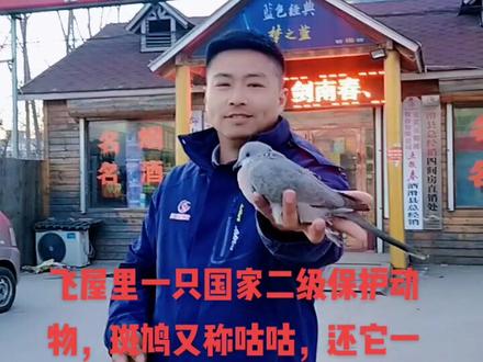 国家二级保护动物,放归大自然!保护动物,人人有责!