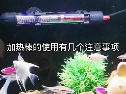 新手鱼友注意了!加热棒使用方法,视频总结的这几点,一定要注意!正确使用加热棒,减少更换频次!#养鱼日记 #水族 #观赏鱼 #养鱼人
