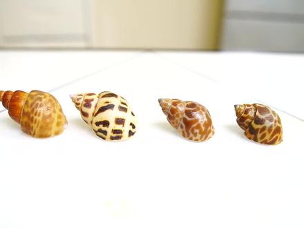 4种花螺,3种有坑,遍售全国,如何辨识避坑 #花螺 #东风螺 #凤螺 #旺螺 #香螺 #泥螺