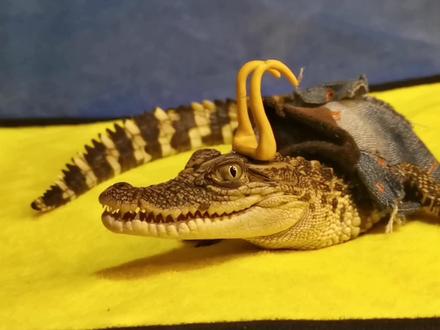 珍贵的鳄鱼饲养教程,只能拍一遍#鳄鱼养殖场 #鳄鱼🐊 #爬宠日常