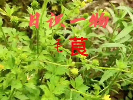 #日识一物 17集#毛茛 花好看身带毒的植物