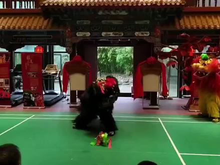 南狮鼓点听多了,听听完整版北狮鼓点#传统文化 #非遗文化 #舞狮#舞狮打鼓