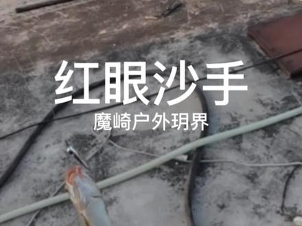 红眼,有手就行#路亚 #钓鱼喂猫 #魔崎路亚竿 #之字狗