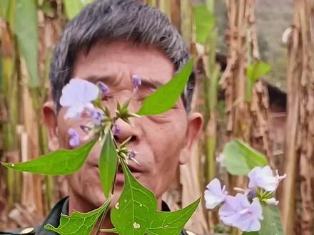 #紫金标/别名/风湿草,转子莲。#你的家乡有这种植物吗 ?