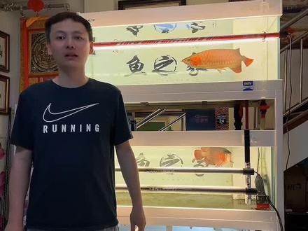 鱼缸噪音很烦恼,水泵,溢流口,雨淋氧气泵等噪音,这期分享下#噪音#鱼缸#水族#龙鱼#观赏鱼#红龙