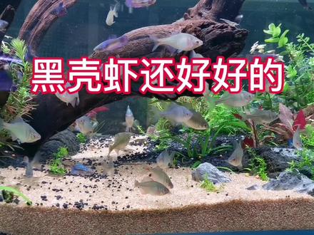 原本以为黑壳虾放进养斗鱼跟鳑鲏的鱼缸里会被吃掉,结果没想到? #原生鱼 #鱼缸里的大自然 #养鱼日记 #水草缸 #水族 #养鱼