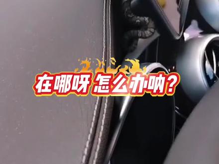 如何防止蛇进车内?#每天一个用车知识
