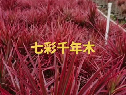 七彩千年木,室内室外都可以养殖的一款绿植#花卉绿植