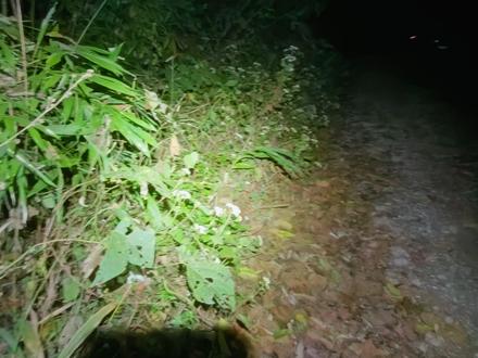 草丛里的小屁股,居然是国家保护动物! #拟态动物 #神奇动物在这里 #动物科普 #知识前沿派对#昆虫