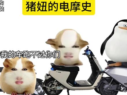 猪妞的改车史 #荷兰猪小剧场#猪妞#电摩#9号#混的入