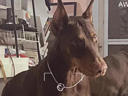 "这是两年前被弃养的一只杜宾…"