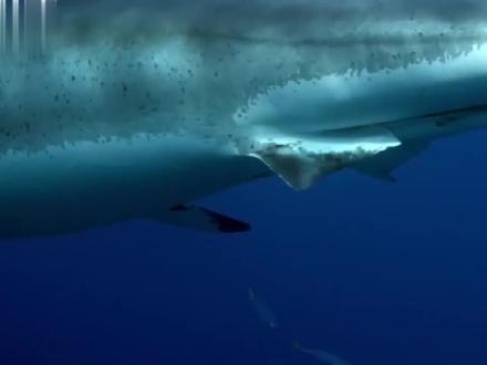 大白鲨是怎样进行繁衍的,跟普通鱼类可不一样呦